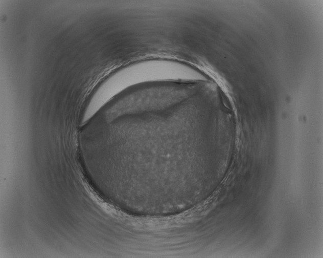 X0000083650009200703051738