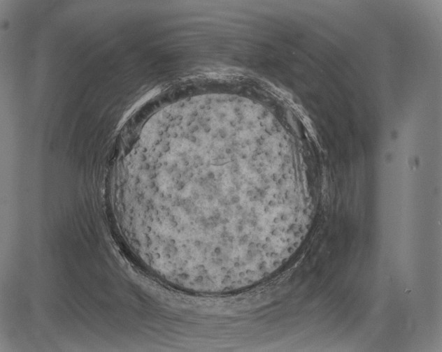 X0000083650010200703051738