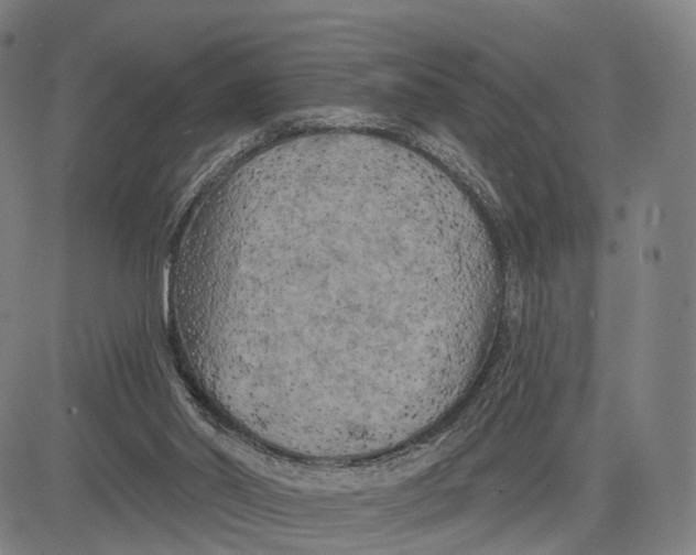 X0000083650014200703051738