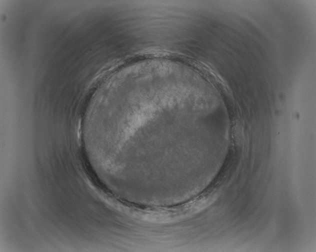 X0000083650024200703051738