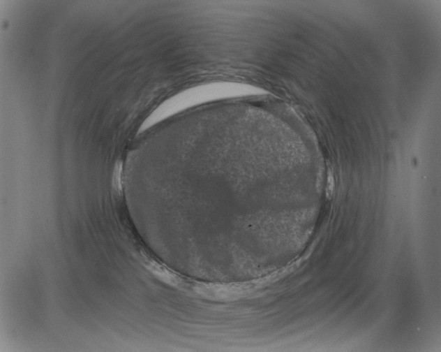 X0000083650041200703051737