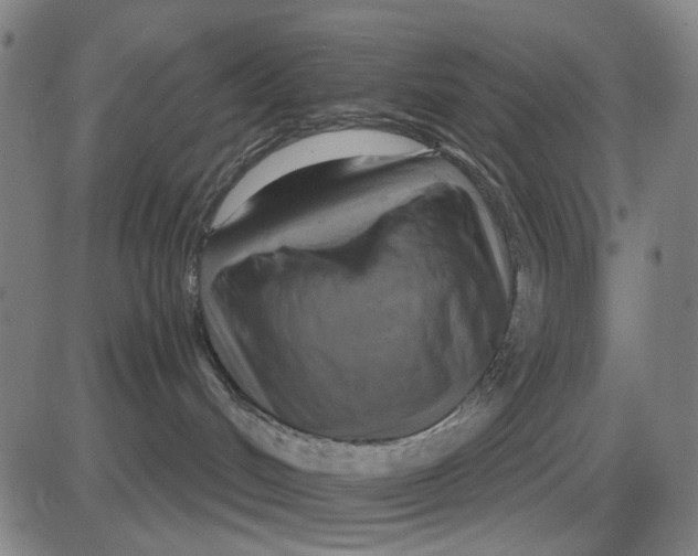 X0000083650048200703051737