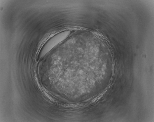 X0000083650049200703051736