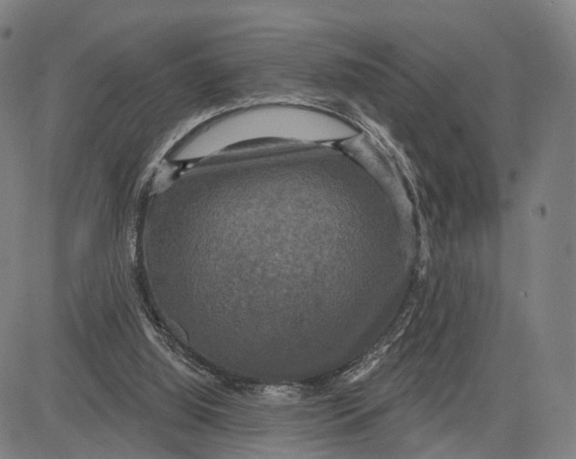 X0000083650060200703051737