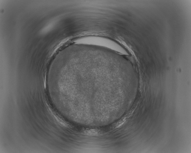 X0000083650062200703051737