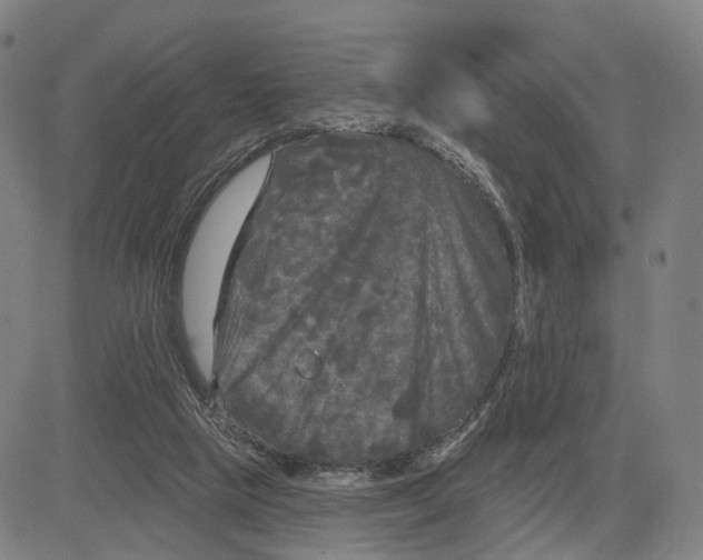 X0000083650065200703051737