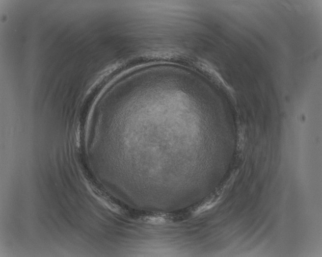 X0000083650068200703051737