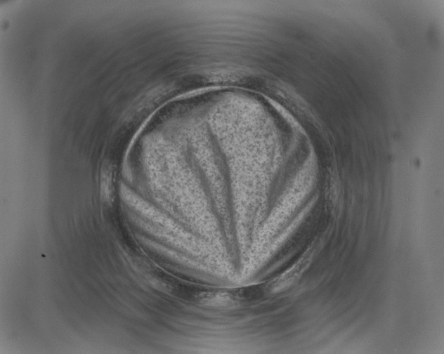 X0000083650074200703051737