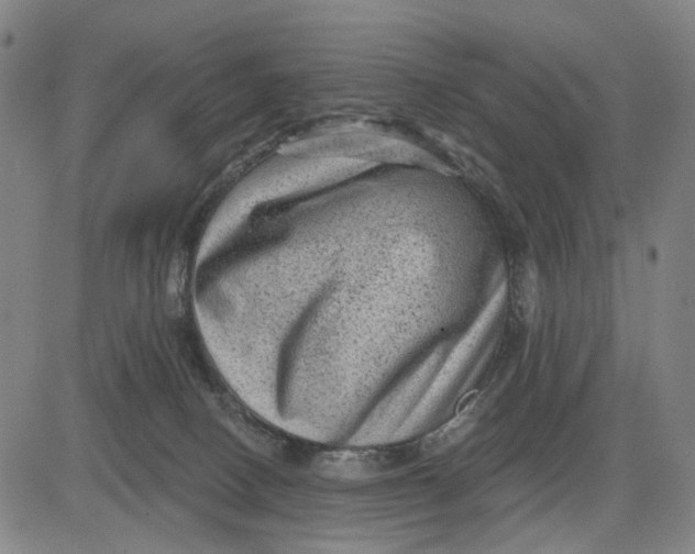 X0000083650082200703051737