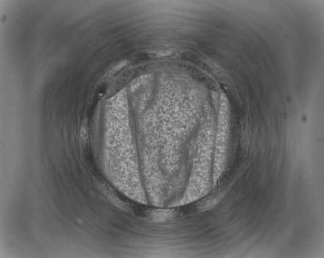 X0000083650085200703051737