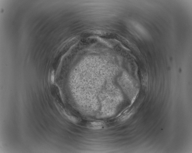 X0000083650095200703051737