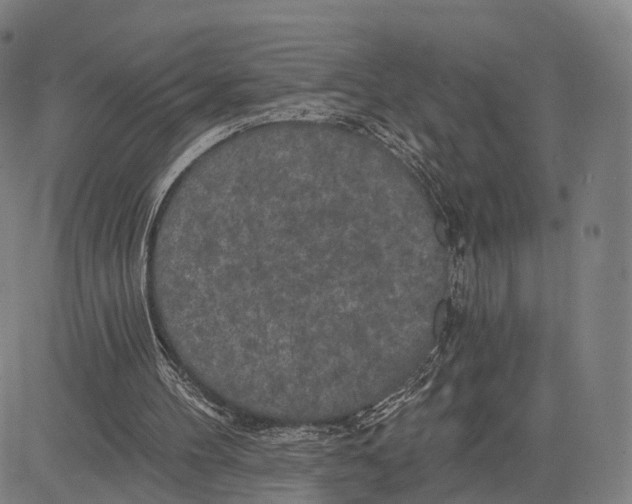 X0000083650100200703051736