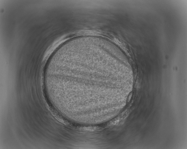 X0000083650103200703051736