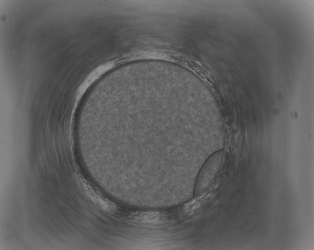 X0000083650104200703051736