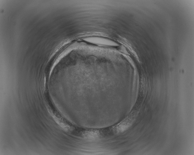 X0000083650110200703051736