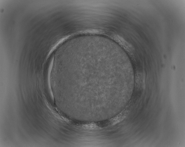 X0000083650112200703051736