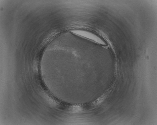 X0000083650114200703051736