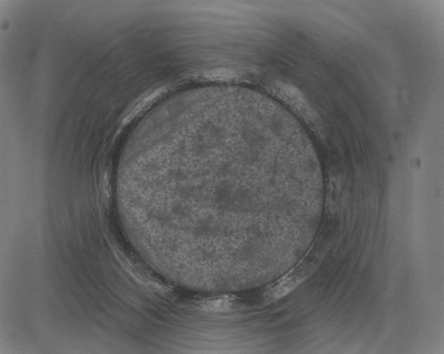 X0000083650116200703051736