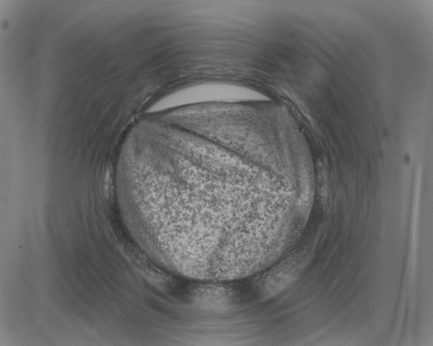 X0000083650123200703051736