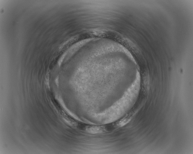 X0000083650129200703051736