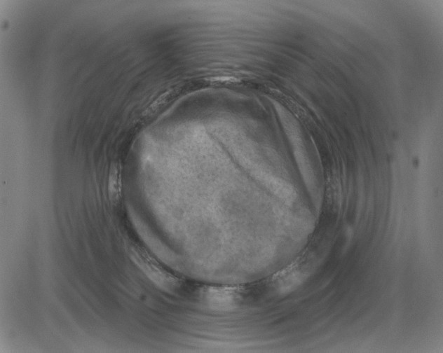 X0000083650134200703051736