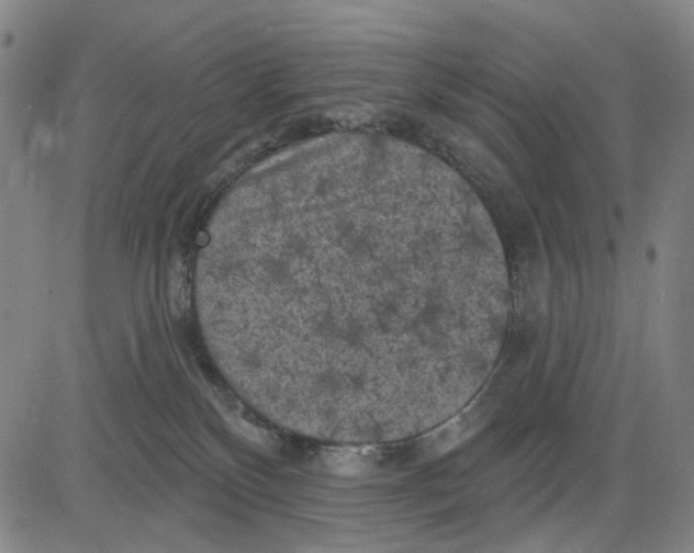 X0000083650136200703051736