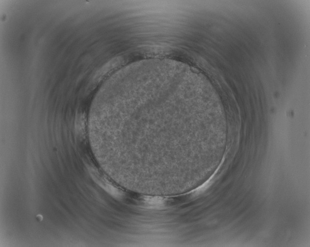 X0000083650144200703051736