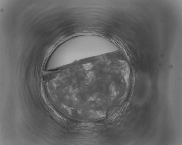 X0000083650145200703051735