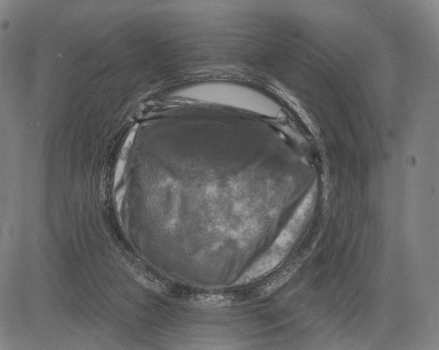 X0000083650161200703051735