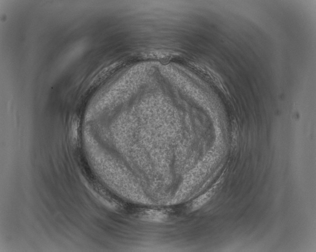 X0000083650166200703051735