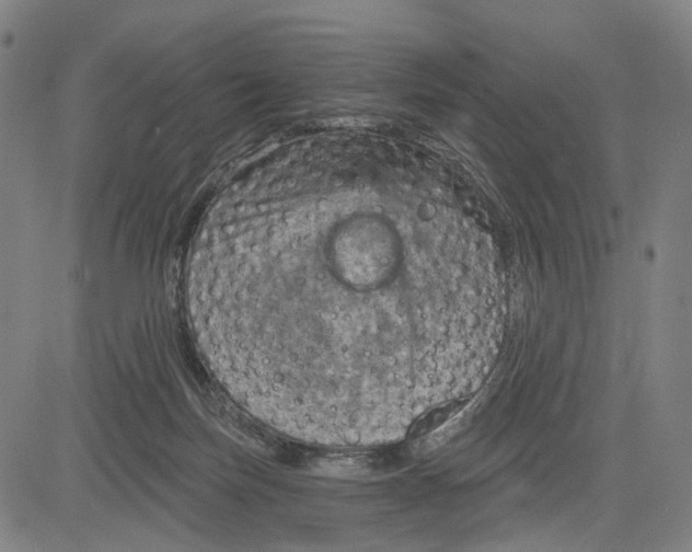 X0000083650171200703051735