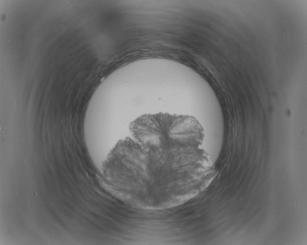 X0000083650173200703051735