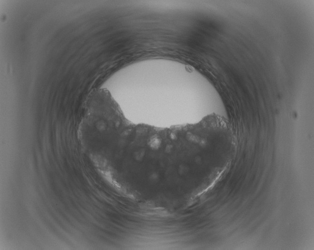 X0000083650175200703051735