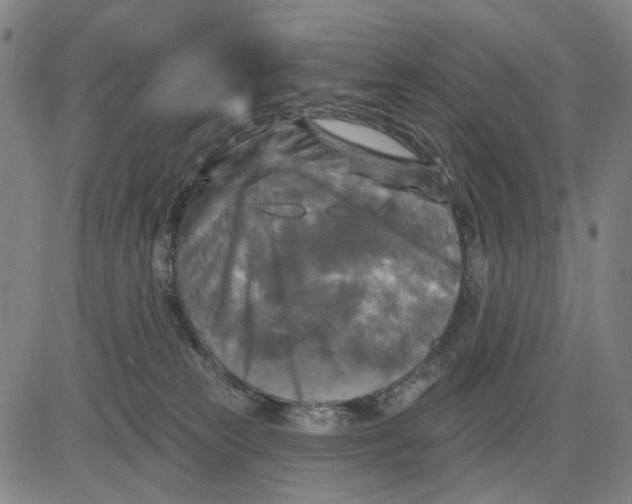 X0000083650181200703051735