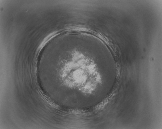 X0000083650199200703051735