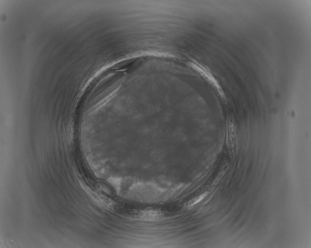 X0000083650204200703051735