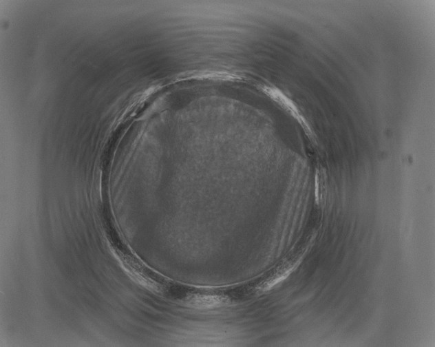 X0000083650205200703051735