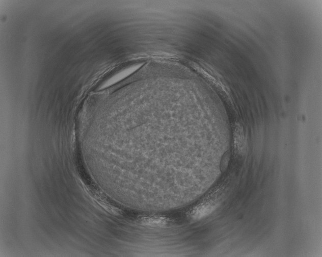 X0000083650206200703051735