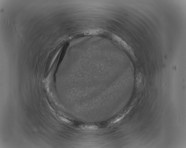 X0000083650209200703051735