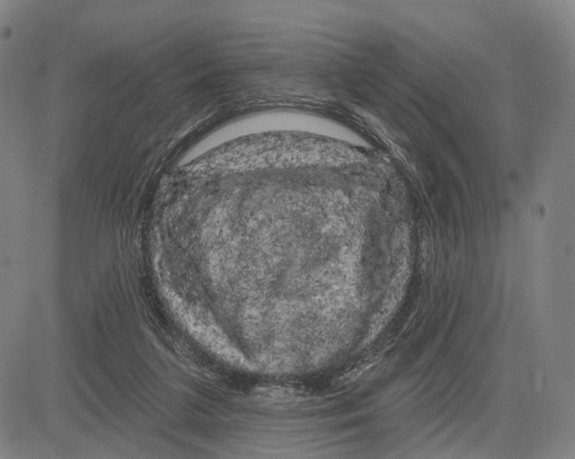 X0000083650211200703051735