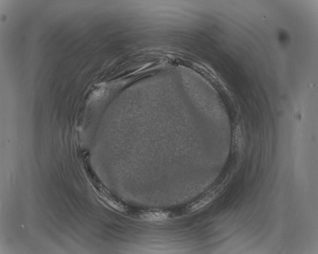 X0000083650217200703051734