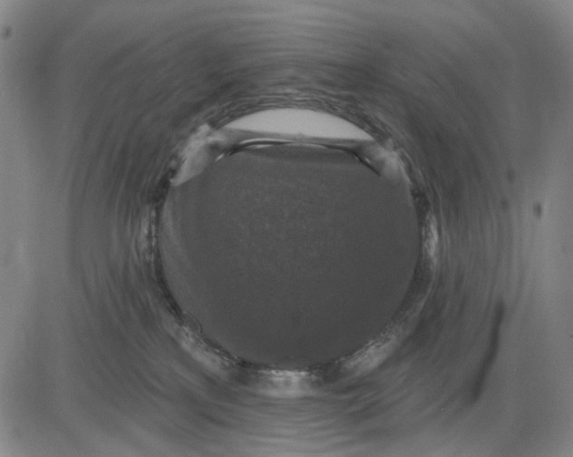 X0000083650233200703051734