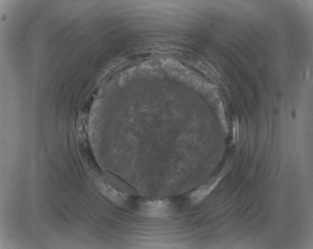 X0000083650237200703051734