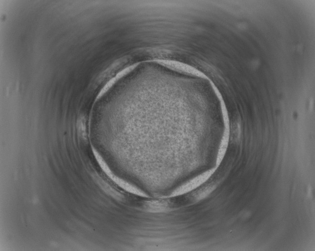 X0000083650238200703051734