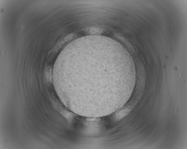 X0000083650240200703051734