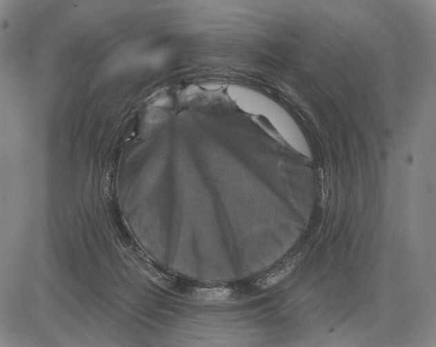 X0000083650266200703051734