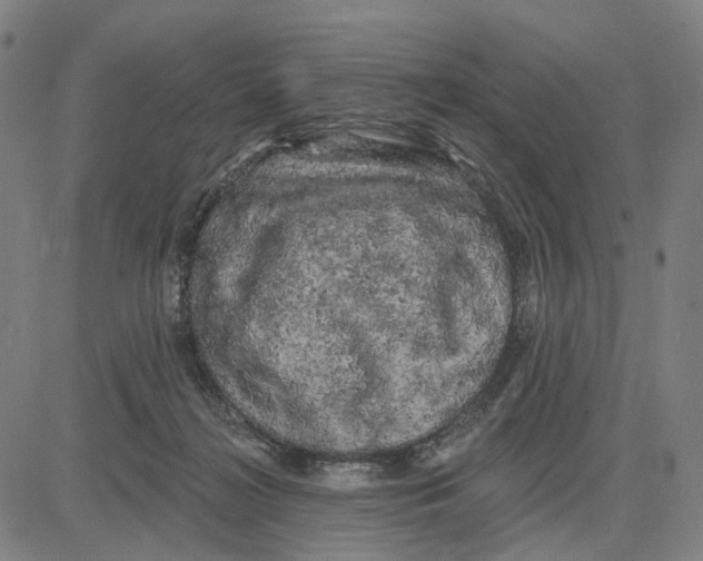 X0000083650268200703051734