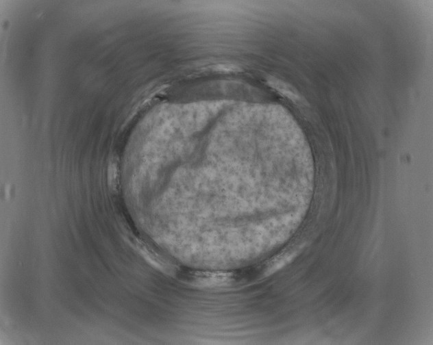 X0000083650288200703051734