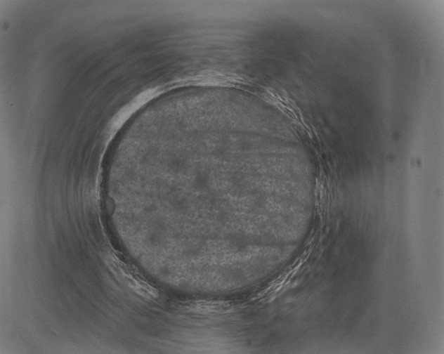 X0000083650292200703051733