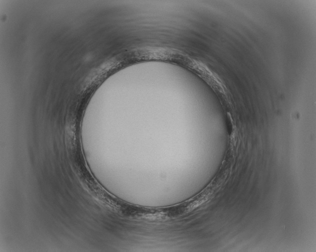 X0000083650306200703051733